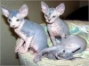 MALE-AND-FEMALE-SPHYNX-KITTENS-